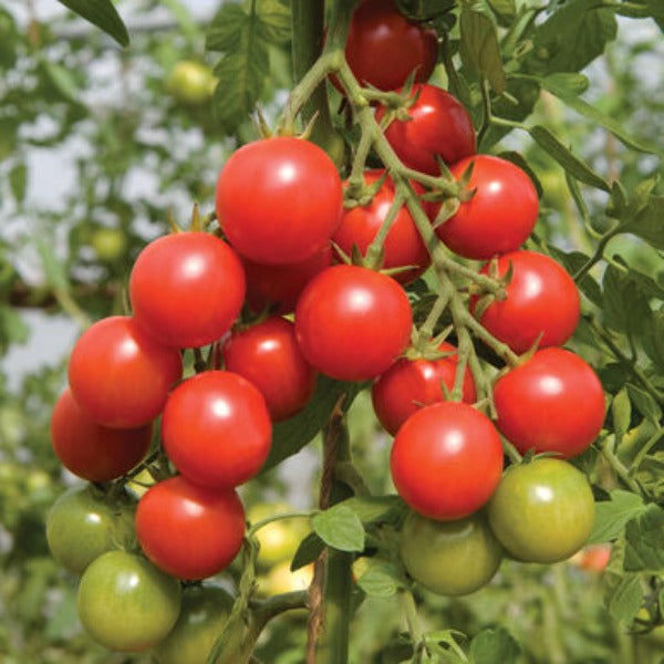 Sakura - Semillas F1 de Tomate Cherry Orgánico