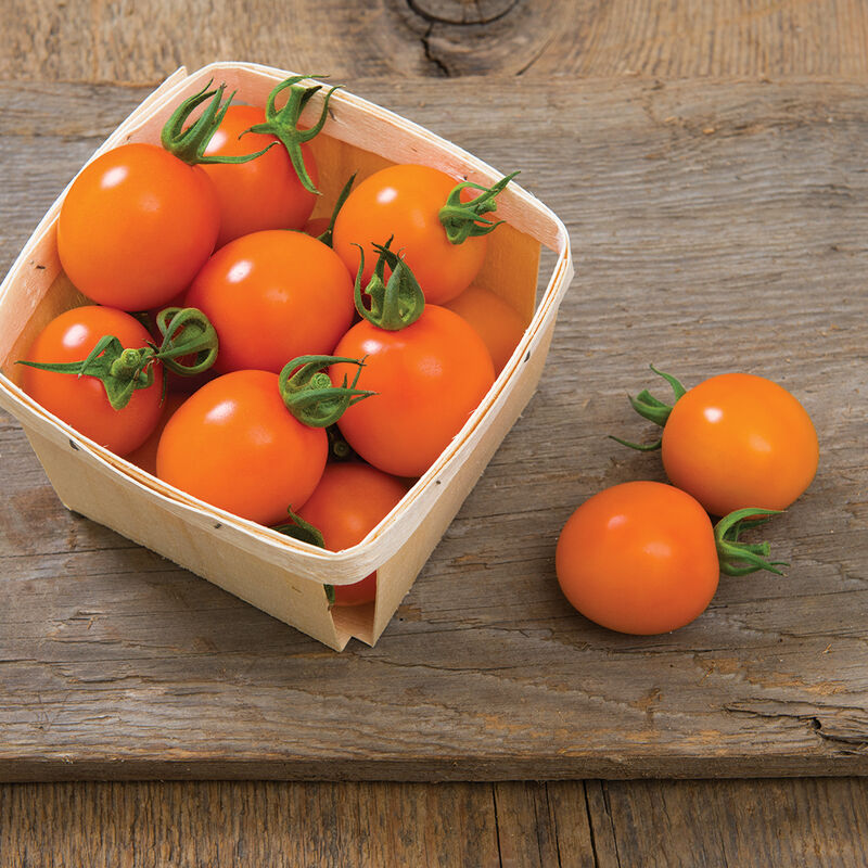 Clementine - (F1) Semilla de Tomate Orgánico