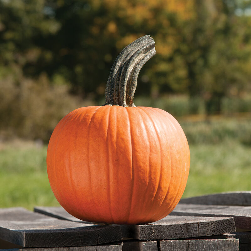 Cinnamon Girl PMR - Semilla Orgánica (F1) de Calabaza