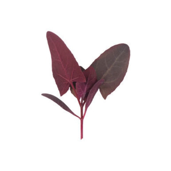 Ruby Red Orach - Semilla Orgánica de Hoja