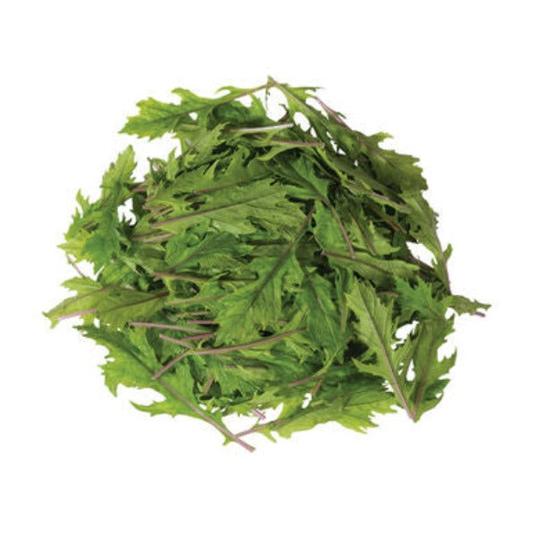 Ember- Semilla verde Asiática