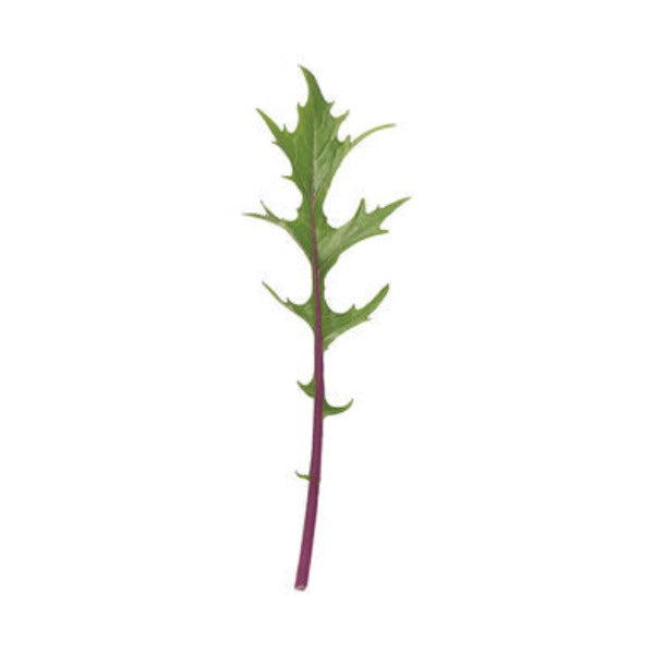 Ember- Semilla verde Asiática