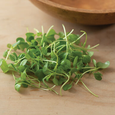 Kale Bright Green Curly - Semillas Orgánica para Germinados de Kale