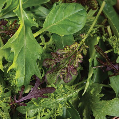 Cheap Frills Mix - Semilla de Hoja