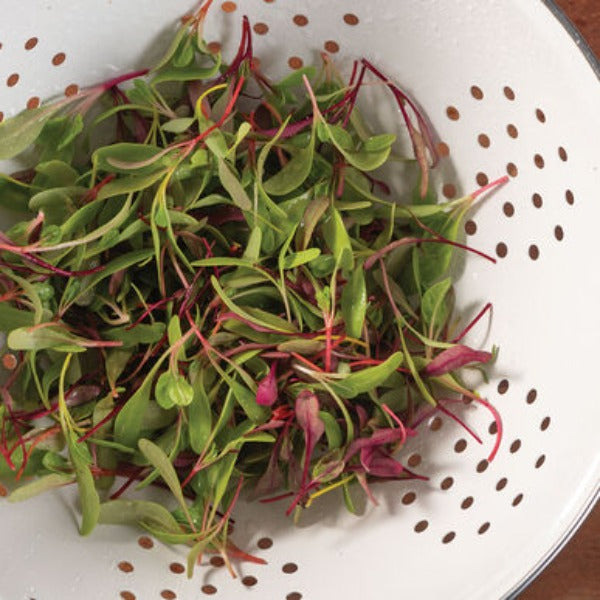 Chard & Beet Rainbow Mix - Semilla Orgánica Germinado Acelga y Betabel