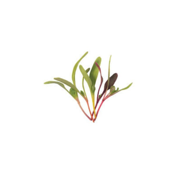 Chard & Beet Rainbow Mix - Semilla Orgánica Germinado Acelga y Betabel