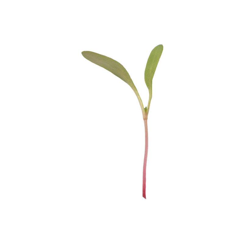 Chard Pink Stem - Semillas Orgánicas para Germinados de Acelga Rosa