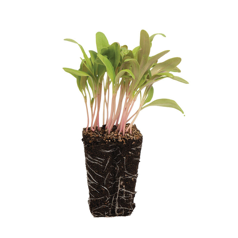 Chard Pink Stem - Semillas Orgánicas para Germinados de Acelga Rosa