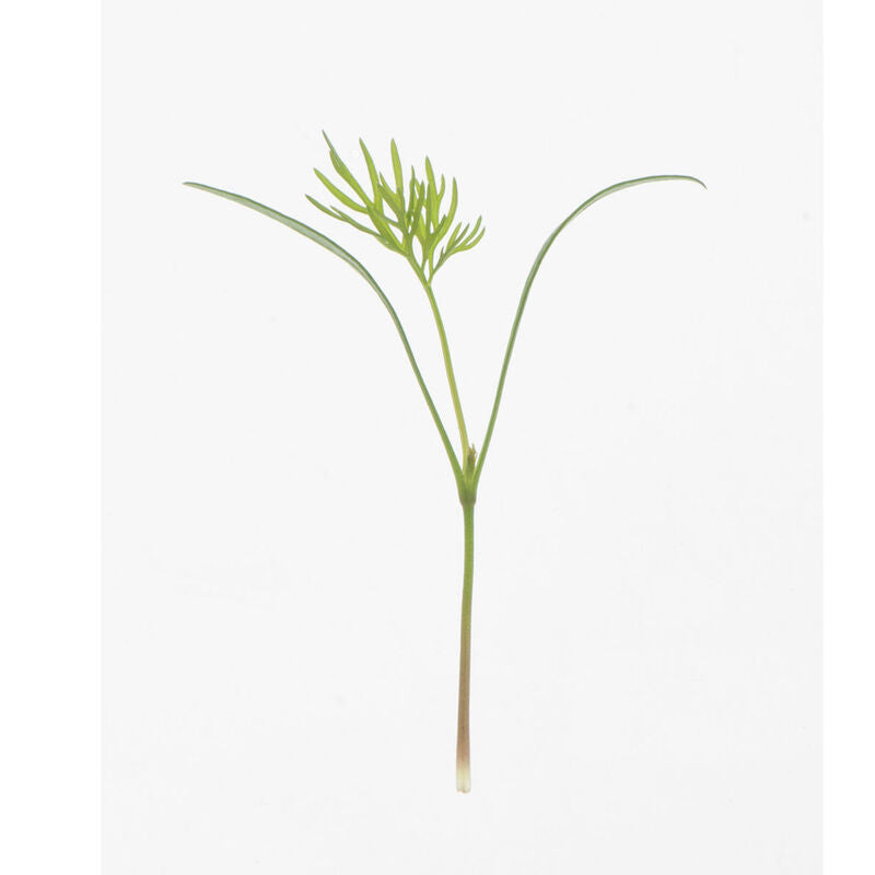 Dill - Semillas Orgánicas para Germinados de Eneldo