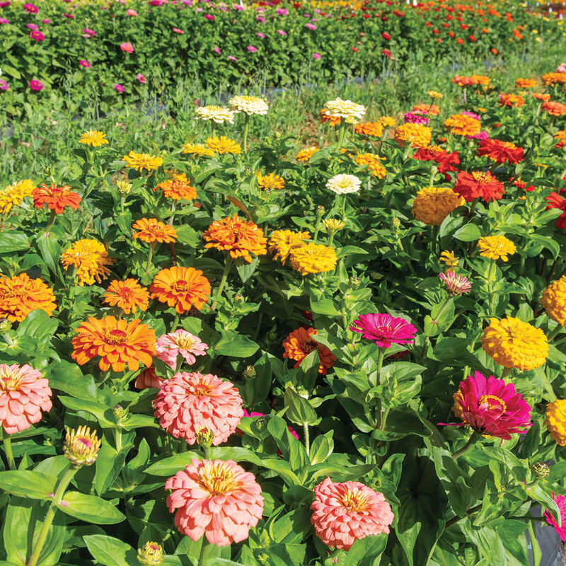 Jim Baggett's Choice Mix - Semilla Orgánica de Flor Zinnia