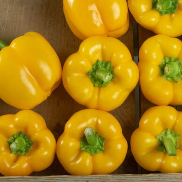 Brocanto - Semillas F1 de Pimiento Morrón Amarillo Orgánico