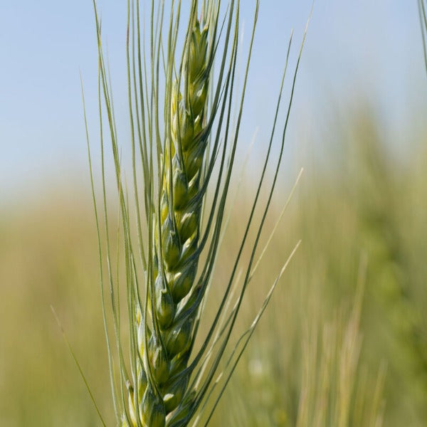 Spring Wheat (Bolles) - Semilla Orgánica de Trigo para Abono Verde