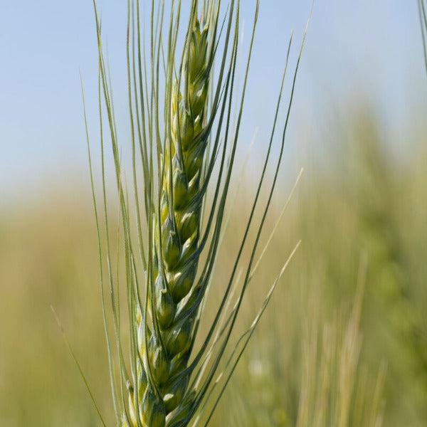 Spring Wheat (Bolles) - Semilla Orgánica de Trigo para Abono Verde