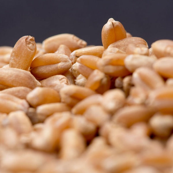 Spring Wheat (Bolles) - Semilla Orgánica de Trigo para Abono Verde