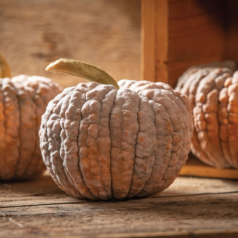 Black Futsu - Semilla Orgánica de Calabaza Moscada