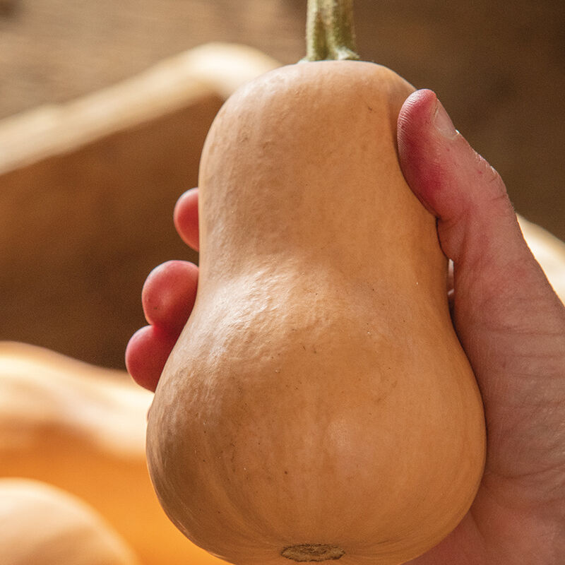 Butterbaby - Semilla Orgánica (F1) de Calabaza