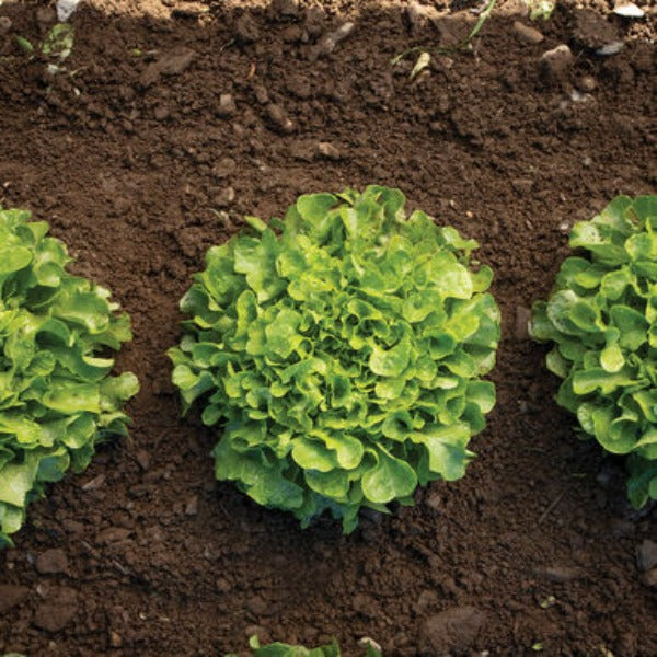 Bauer - Semilla de Lechuga Orgánica