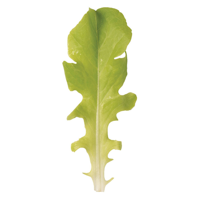 Green Saladbowl - Semillas Orgánicas de Lechuga de Roble