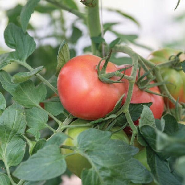 Enroza - (F1) Semilla de Tomate Orgánico