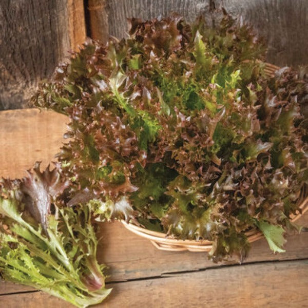 Rhone - Semillas de Lechuga Peletizada Orgánica