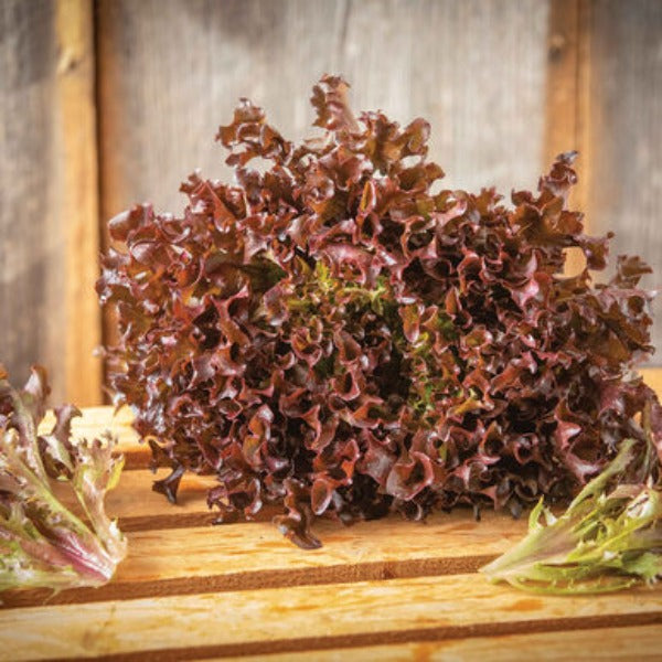 Ezflor - Semillas de Lechuga Roja Peletizada Orgánica