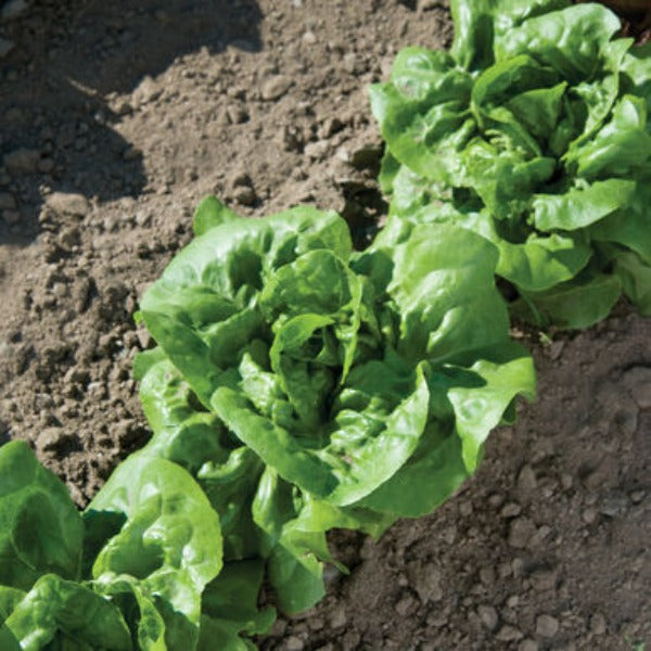 Buttercrunch - Semillas de Lechuga Orgánica