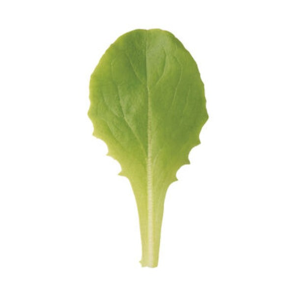 Buttercrunch - Semillas de Lechuga Orgánica