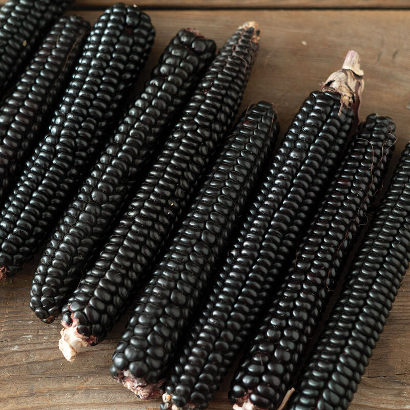 Montana Morado Maize - Semillas Orgánicas de Maíz Morado