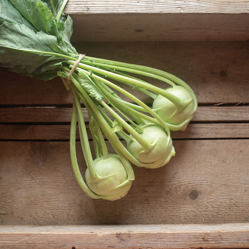 Konan - Semillas Orgánicas F1 de Colinabo