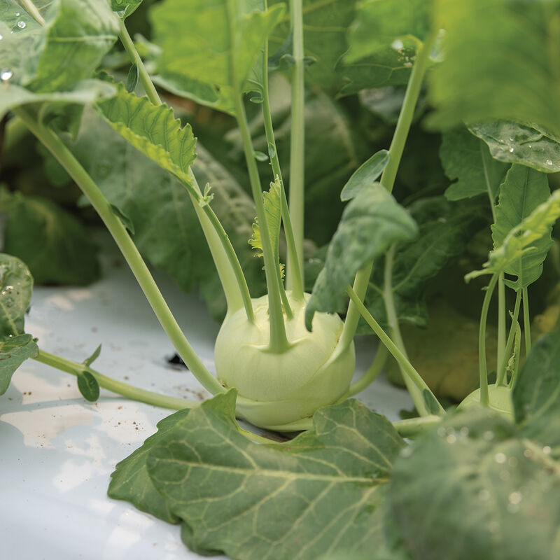 Konan - Semillas Orgánicas F1 de Colinabo