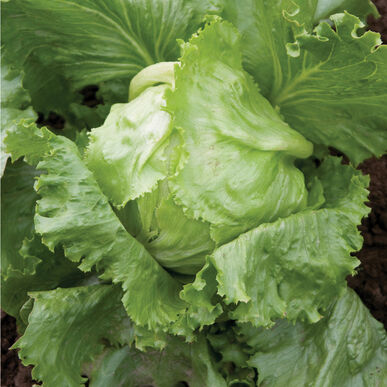 Crispino - Semillas Orgánicas de Lechuga Iceberg