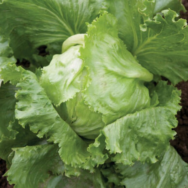 Crispino - Semillas de Lechuga Peletizada Orgánica