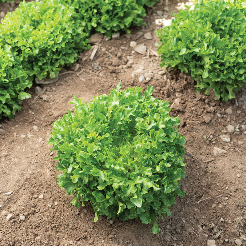 Hampton - Semillas Orgánicas de Lechuga Roble Peletizada