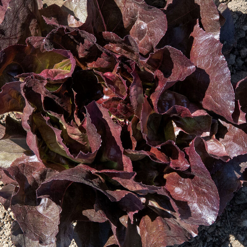 Marciano - Semillas Orgánicas de Lechuga Roja Peletizada