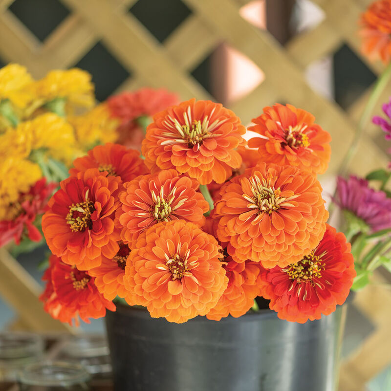 Giant Orange - Semilla Orgánica de Flor Zinnia