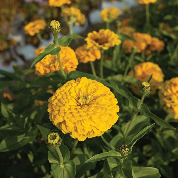 Giant Golden Yellow - Semilla Orgánica de Flor Zinnia