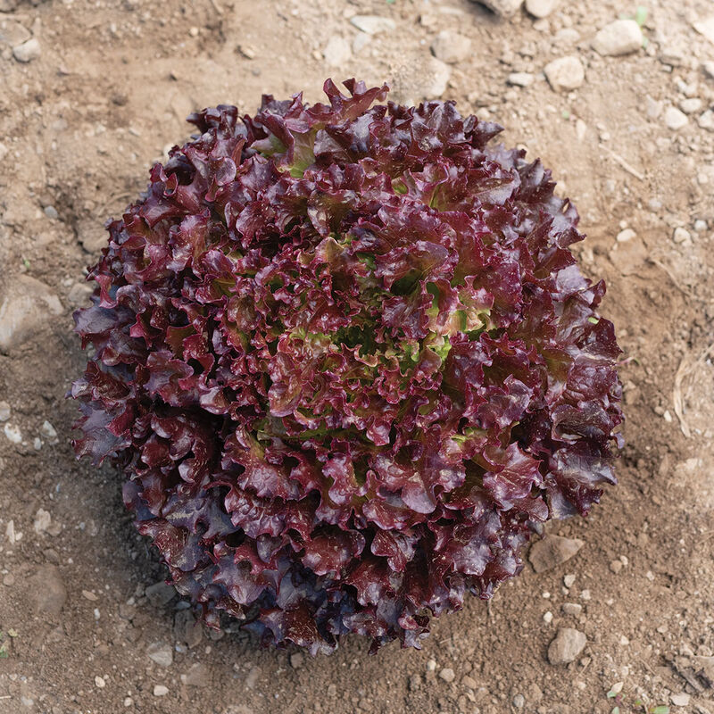 Brentwood - Semilla Orgánica de Lechuga Roja Peletizada
