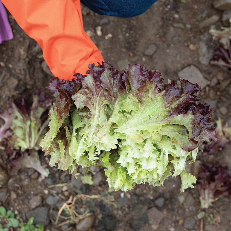 Brentwood - Semilla Orgánica de Lechuga Roja Peletizada