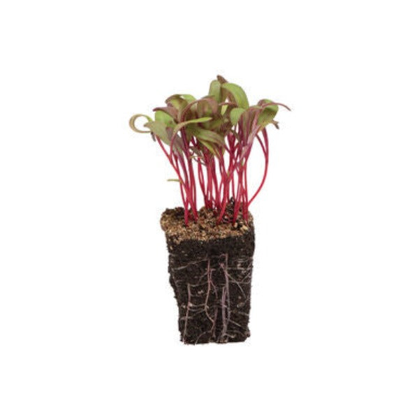 Beet Red Leaf - Semillas Orgánicas para Germinados de Betabel