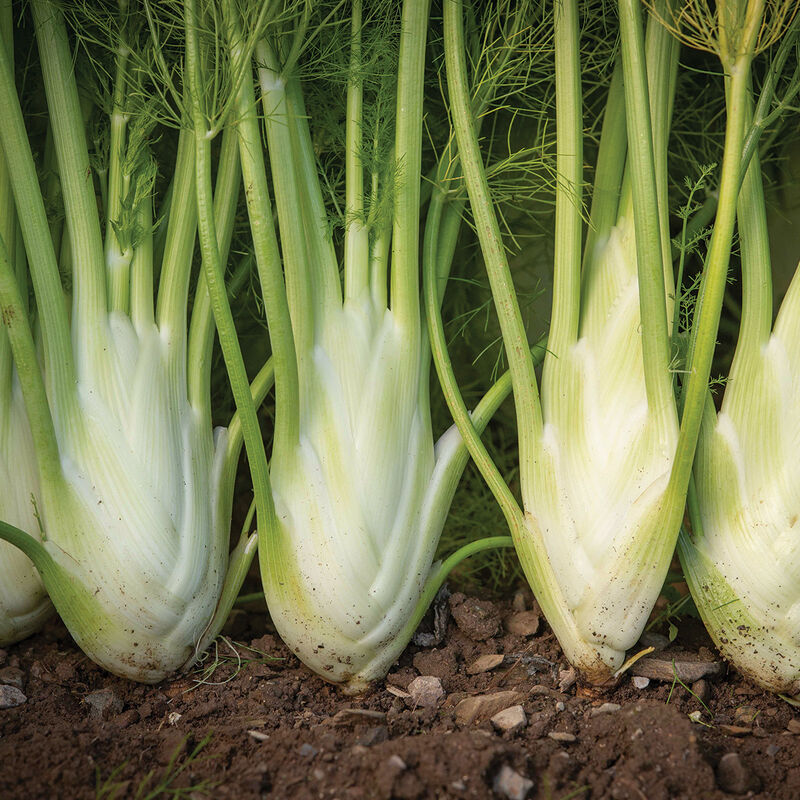 Dragon - Semillas Orgánicas Peletizadas F1 de Hinojo