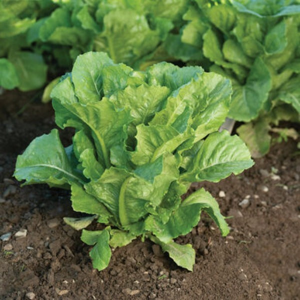 Bluerock -  Semilla de Lechuga Pelletizada Orgánica