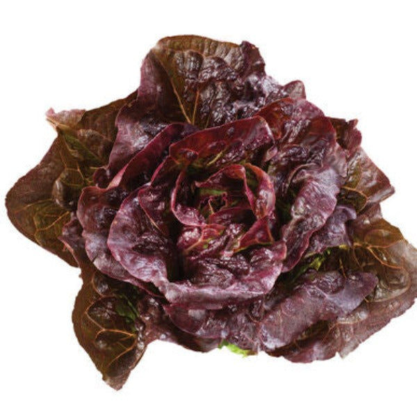 Pomegranate Crunch - Semillas de Lechuga Romana Peletizada Orgánica