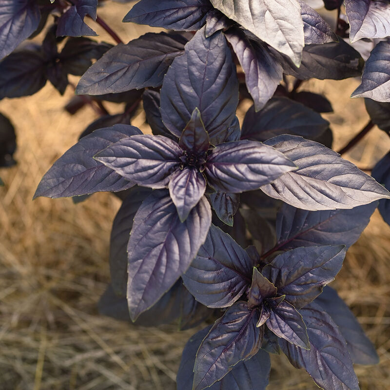 Prospera Red DMR - Semillas Orgánicas F1 de Albahaca Morada