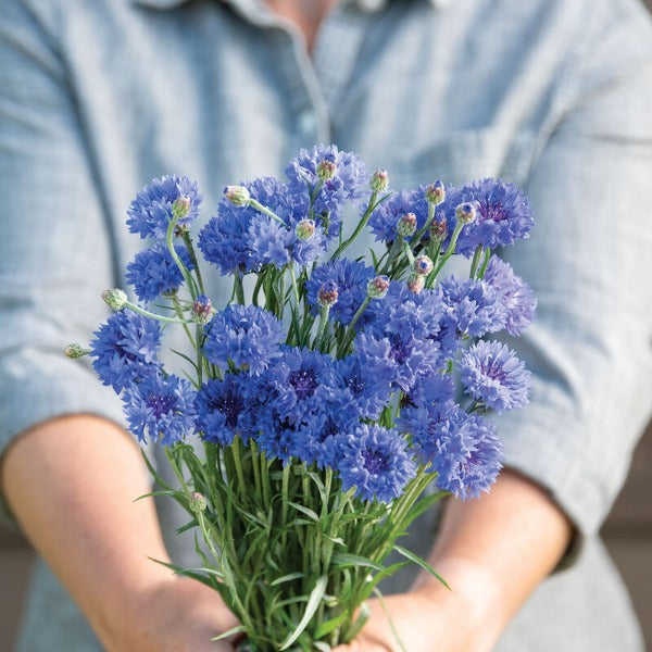 Tall Blue Boy - Semilla Orgánica de Flor Centaurea