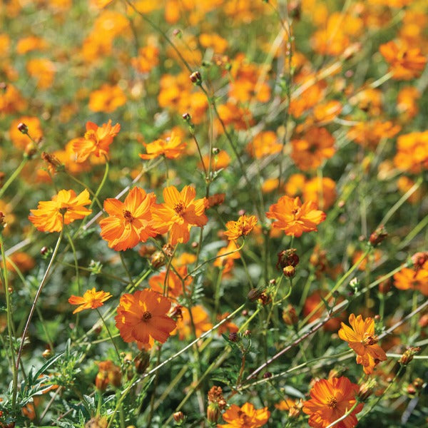 Bright Lights - Semillas de Flor Cosmos Comestible