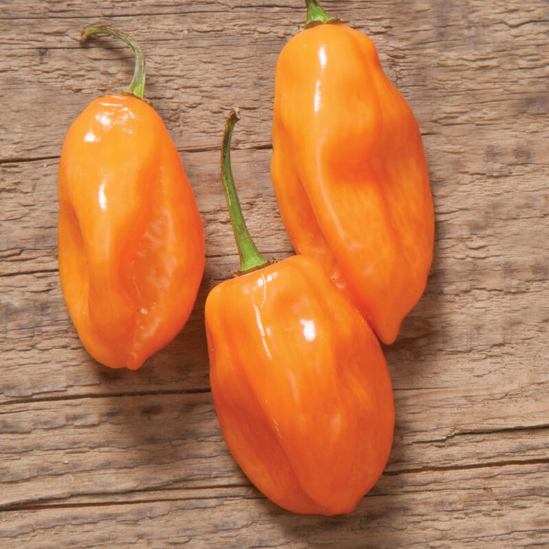 Habanero - Semillas Orgánicas de Chile Habanero