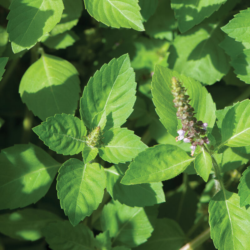 Kapoor Tulsi - Semilla Orgánica de Albahaca Sagrada
