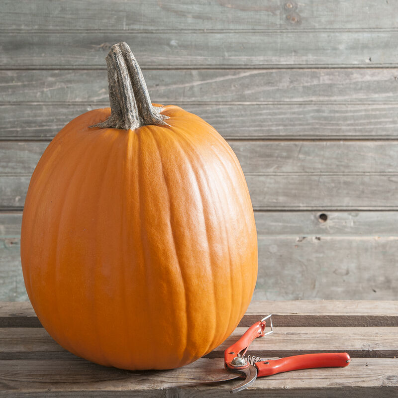 Howden - Semillas Orgánicas de Calabaza Estándar
