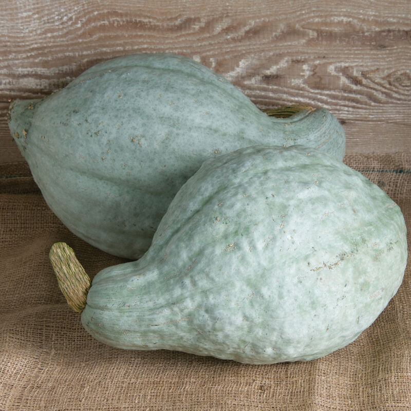 Blue Hubbard - Semilla Orgánica de Calabaza Hubbard