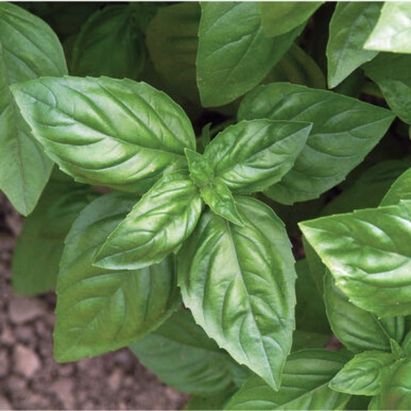 Genovese - Semilla Orgánica de Albahaca
